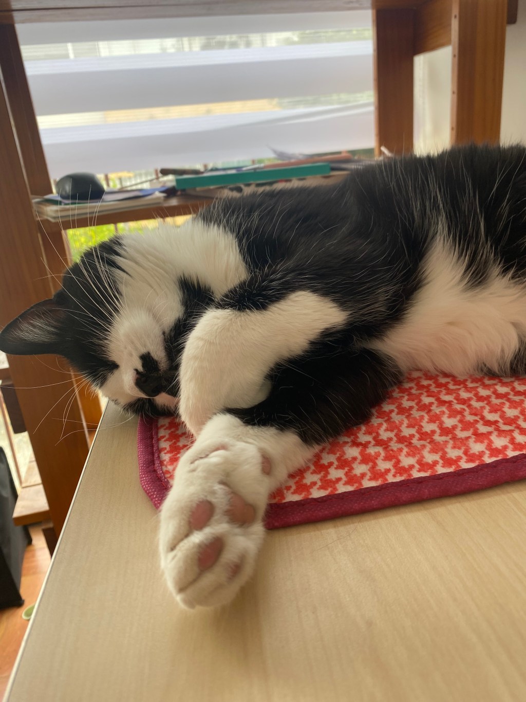 un gato blanquinegro duerme plácidamente sobre la cubierta de un escritorio.